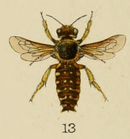 Anthidium ordinatum