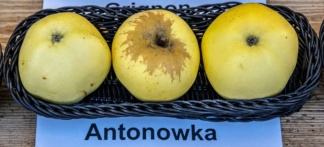 Antonowka (Apfel)