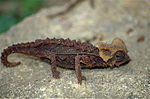 Vignette pour Brookesia perarmata