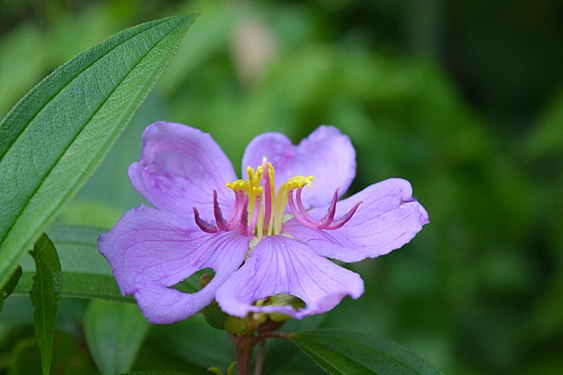 Aparajita flowers in my garden