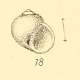 <i>Natica simplex</i> Species of gastropod