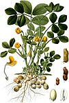 Arachis hypogaea — Арахис культурный