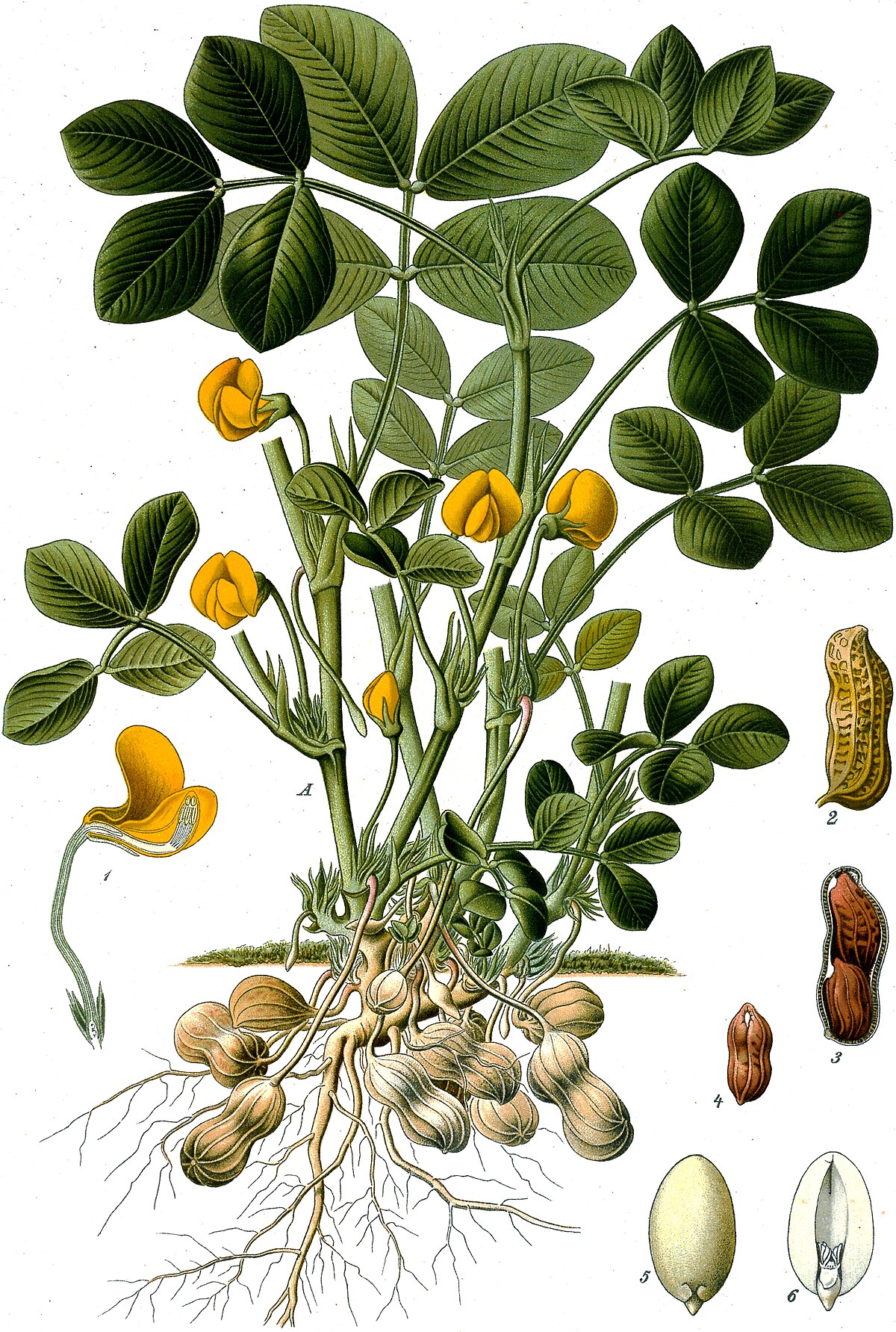 Mixed nuts - Wikipedia
