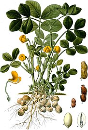 Arachis hypogaea plate in: Koehlers Medizinal-Pflanzen in naturgetreuen Abbildungen.... Gera (1883-1914)