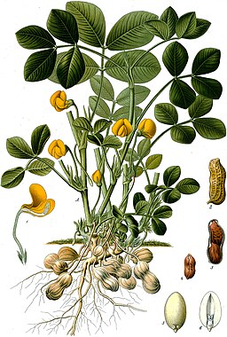 Arachis hypogaea - Köhler–s Medizinal-Pflanzen-163