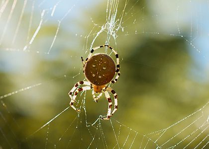 Araneus Diadematus (Pumpkin Spider) seen during Autumn in San Fransico