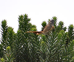 Description de l'image Araucaria spinetail tit.jpg.