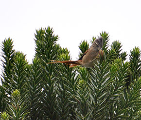 Kuvaus Araucaria-spinetail tit.jpg -kuvasta.