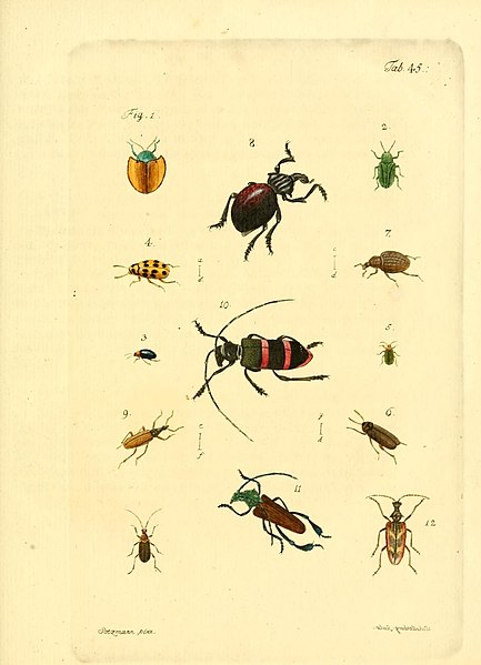 File:Archiv der Insectengeschichte (Tab. 45) (7415720210).jpg