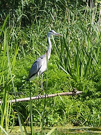 Ardea cinerea, Czapla siwa, rzeka Oława, 2023-08-11