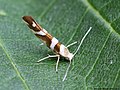 Argyresthia goedartella (Linnaeus, 1758)