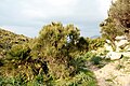 Ephedra fragilis