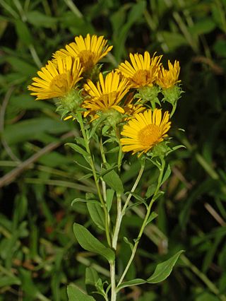 <i>Pentanema spiraeifolium</i> Species of flowering plant