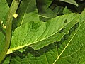 Leaves of Rhaponticum scariosum