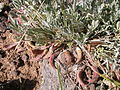 Astragalus calycosus (3745560125).jpg