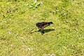 * Nomination Gallinula chloropus (juvenile) at Dunham Massey Deer Park --Mike Peel 20:29, 10 October 2023 (UTC) * Decline  Oppose Top down angle, subject small in frame. --Alexis Lours 22:08, 10 October 2023 (UTC)