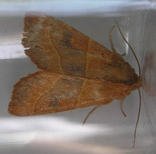 <i>Atethmia centrago</i> species of insect