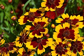 Coreopsis tinctoria (Plains coreopsis, Tickseed, Golden Wave)