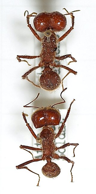 <i>Atta sexdens</i> Species of ant