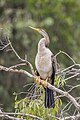 * Nomination Australasian darter (Anhinga novaehollandiae) female --Charlesjsharp 14:31, 14 January 2024 (UTC) * Promotion  Support Good quality. --Draceane 19:23, 14 January 2024 (UTC)