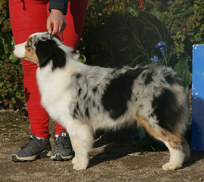 File:Australian Shepherd blue merle.jpg