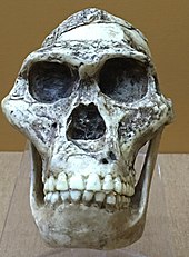 Reconstructed skull of Mrs. Ples at the Beijing Museum of Natural History Australopithecus africanus StS-5 IMG 5617 BMNH.jpg