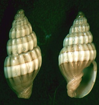 <i>Austromitra</i> Genus of gastropods