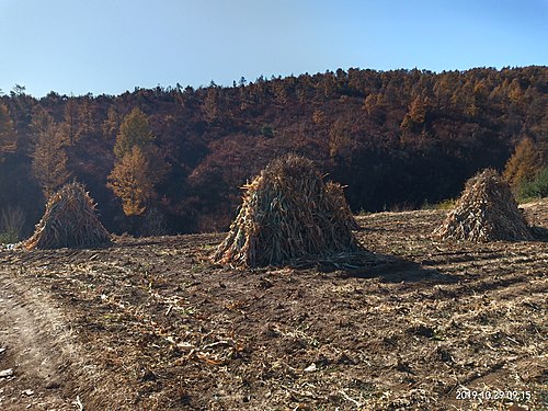 Cornstacks 1st - Harvesting (In honour of Sir Monet - 'Grainstacks')