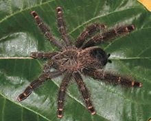 Avicularia rufa perempuan ZK145.jpg