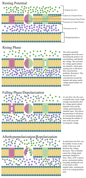 File:Axon Propagation.svg