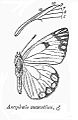 Sketch and part venation of Anaphaeis mesentina.