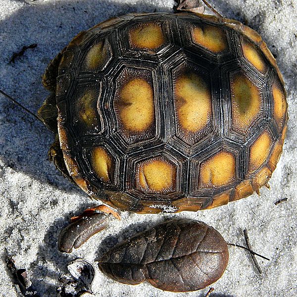 File:Baby Gopher Tortoise (Gopherus polyphemus) (7981065040).jpg