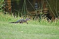Baby alligator (Kiawah Island Resort, South Carolina - August 27 2008).jpg