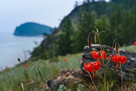 Растения байкала. Саранка Байкальская цветок. Саранки на Байкале. Красная саранка на Байкале. Озеро Байкал цветет саранка.