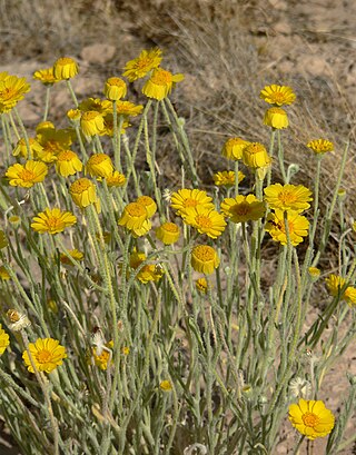 <i>Baileya pleniradiata</i> Species of flowering plant