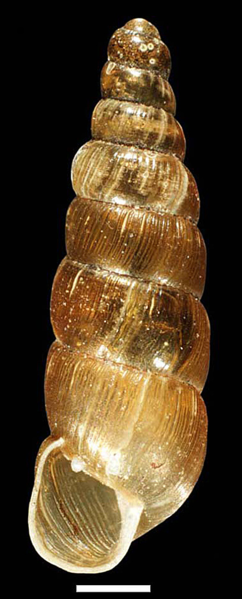 File:Balea perversa shell 2.png