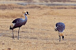 Östafrikansk krontrana - Balearica regulorum gibbericeps