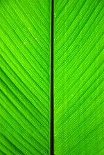 Миниатюра для Файл:Banana leaf in a botanical garden.jpg