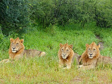Band of Brothers (Panthera leo) (12679584975).jpg