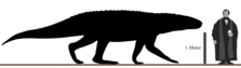 Hypothetical appearance and size of Barinasuchus arveloi Barinasuchus Size Comparison.png