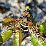 Exoprosopa fasciata