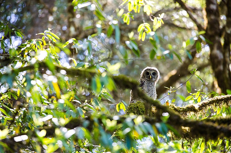 File:Barred owl (48080118427).jpg