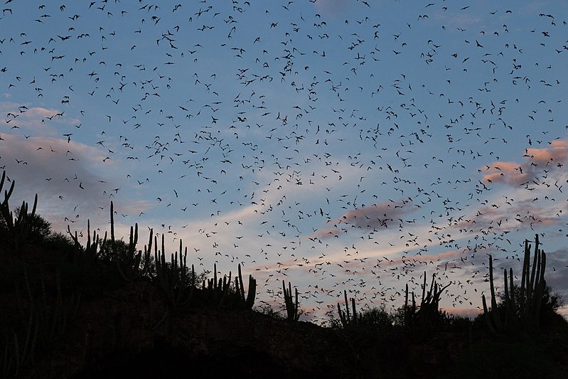 File:Bats in Topolobampo.jpg