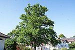 Group of trees, consisting of 5 English oaks and 1 summer linden tree