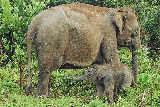 Baby Sumatran elephant in Tesso Nilo National Park Photograph: Afrianto silalahi