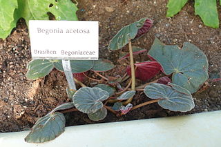 <i>Begonia acetosa</i> Species of plant