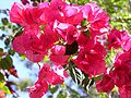 Bougainvillea sp.