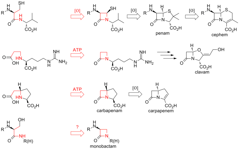 File:Beta-lactam closure routes.png