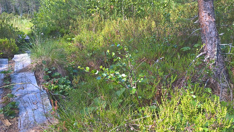 File:Betula nana in Ostrobothnia.jpg