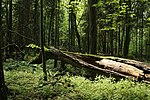 Vorschaubild für Białowieża-Urwald
